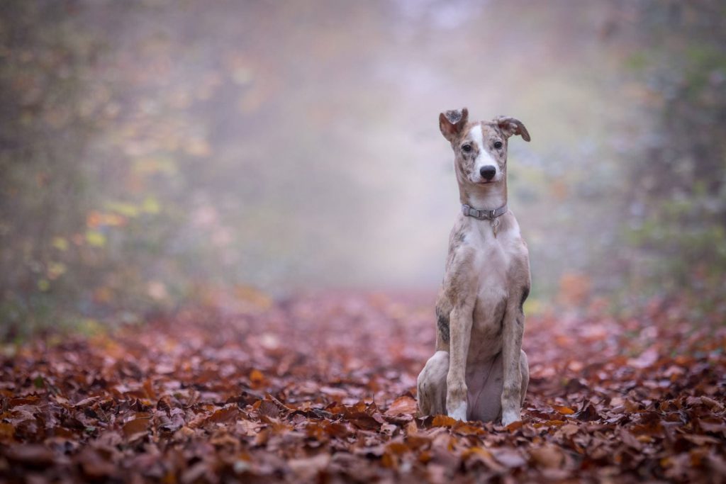 hond-in-bos