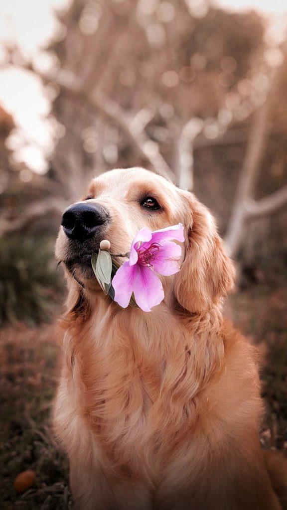 hond-behandeling