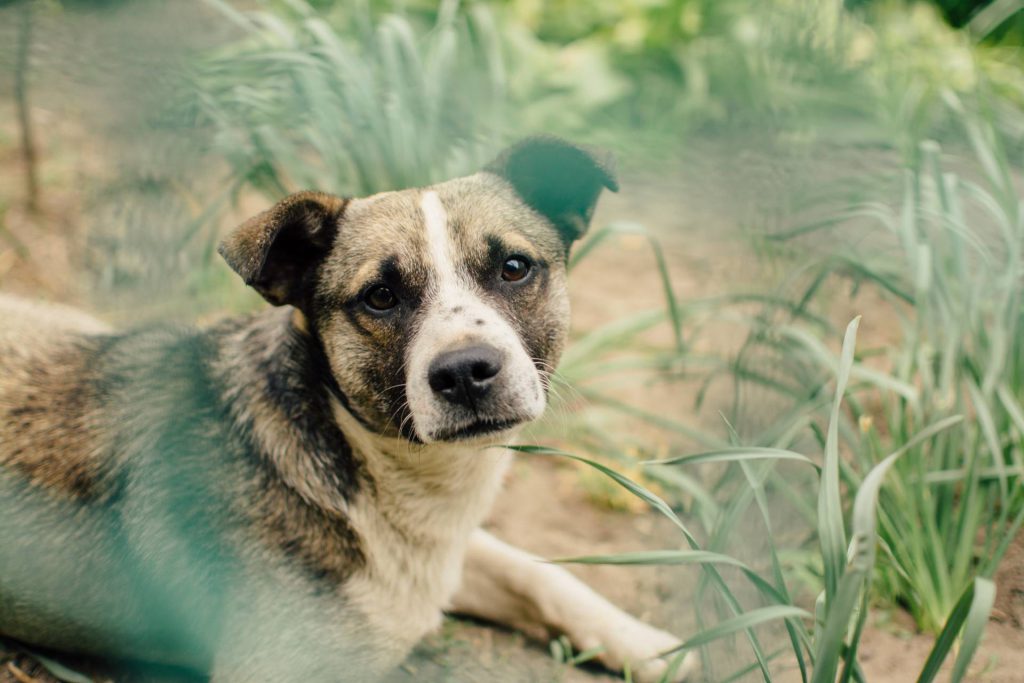 hond11 hond-technieken