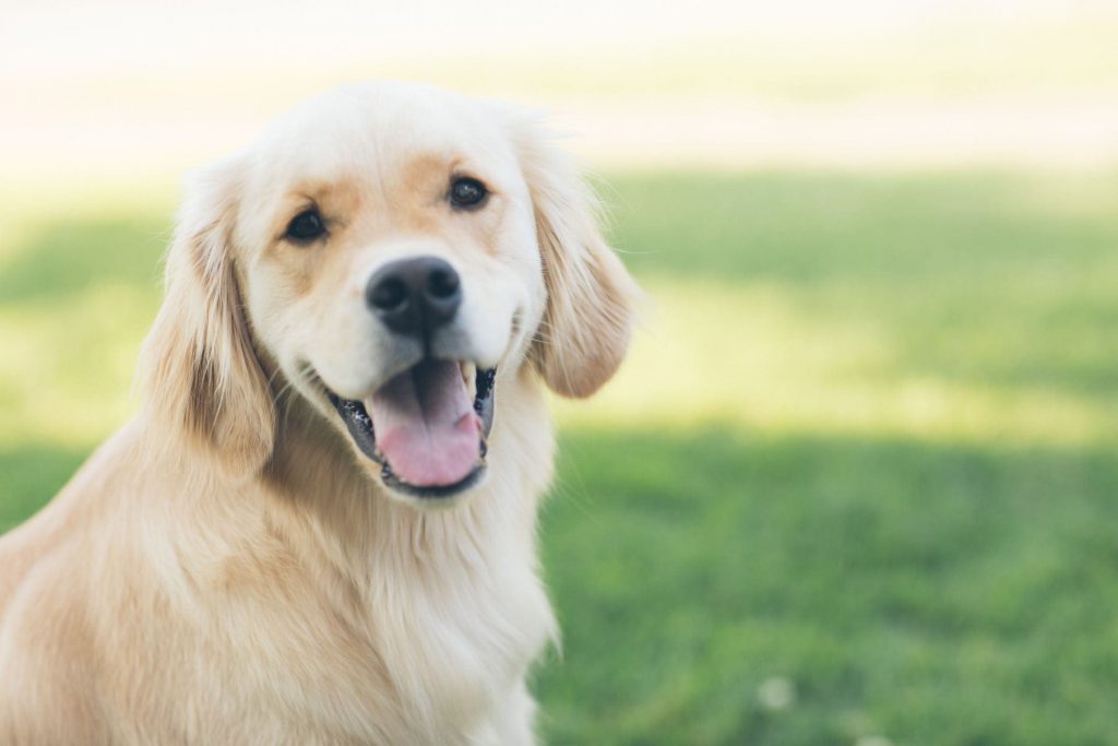 hond-technieken