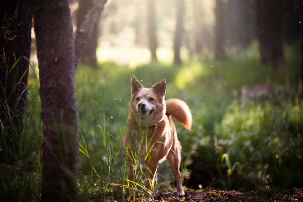 nieuwe-dieren-bosrijke-omgeving
