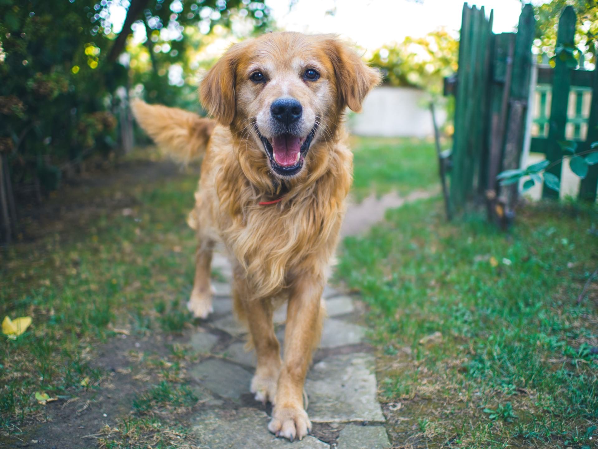 nieuwe-dieren-senior-hond