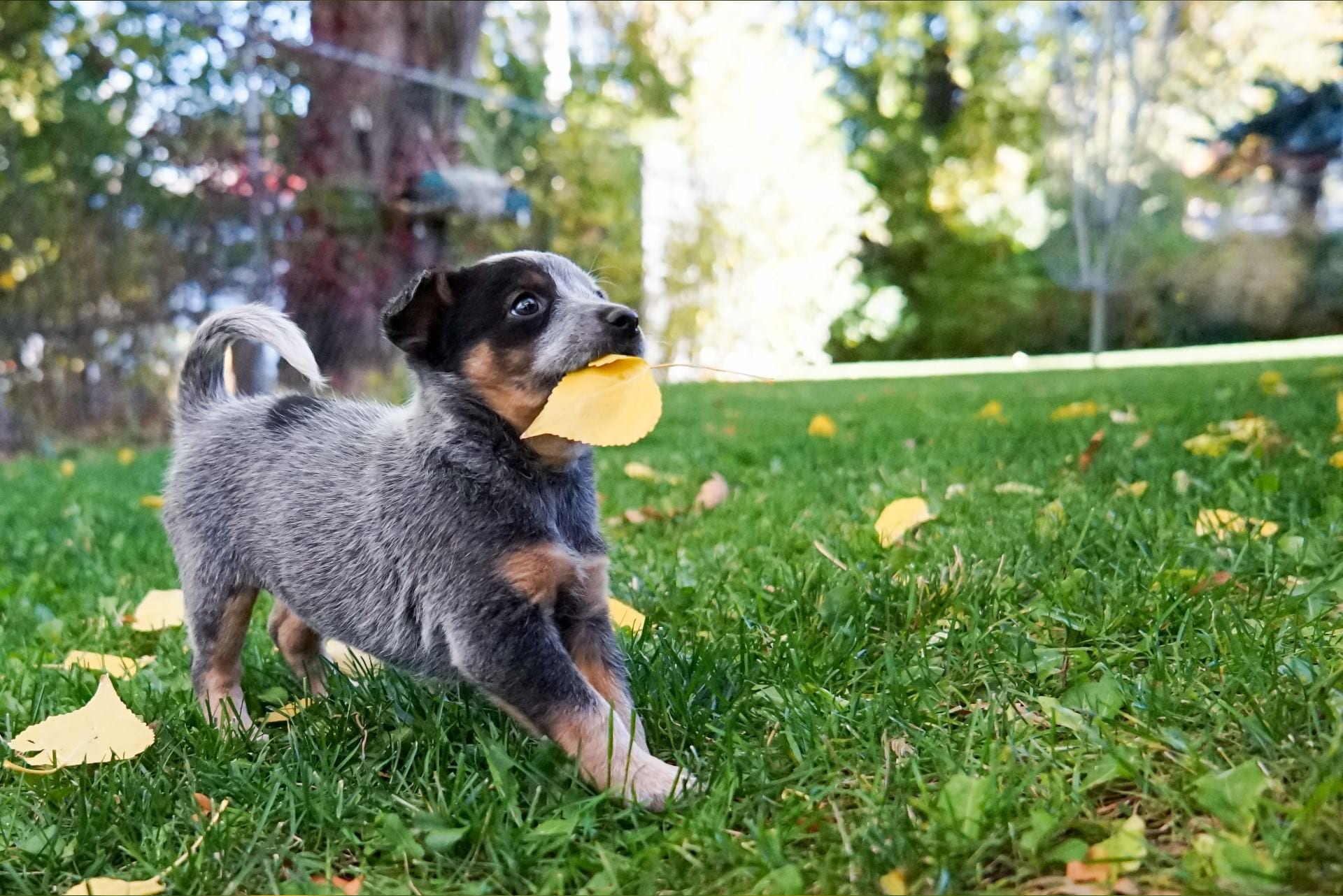 nieuwe-dieren-spelende-pup