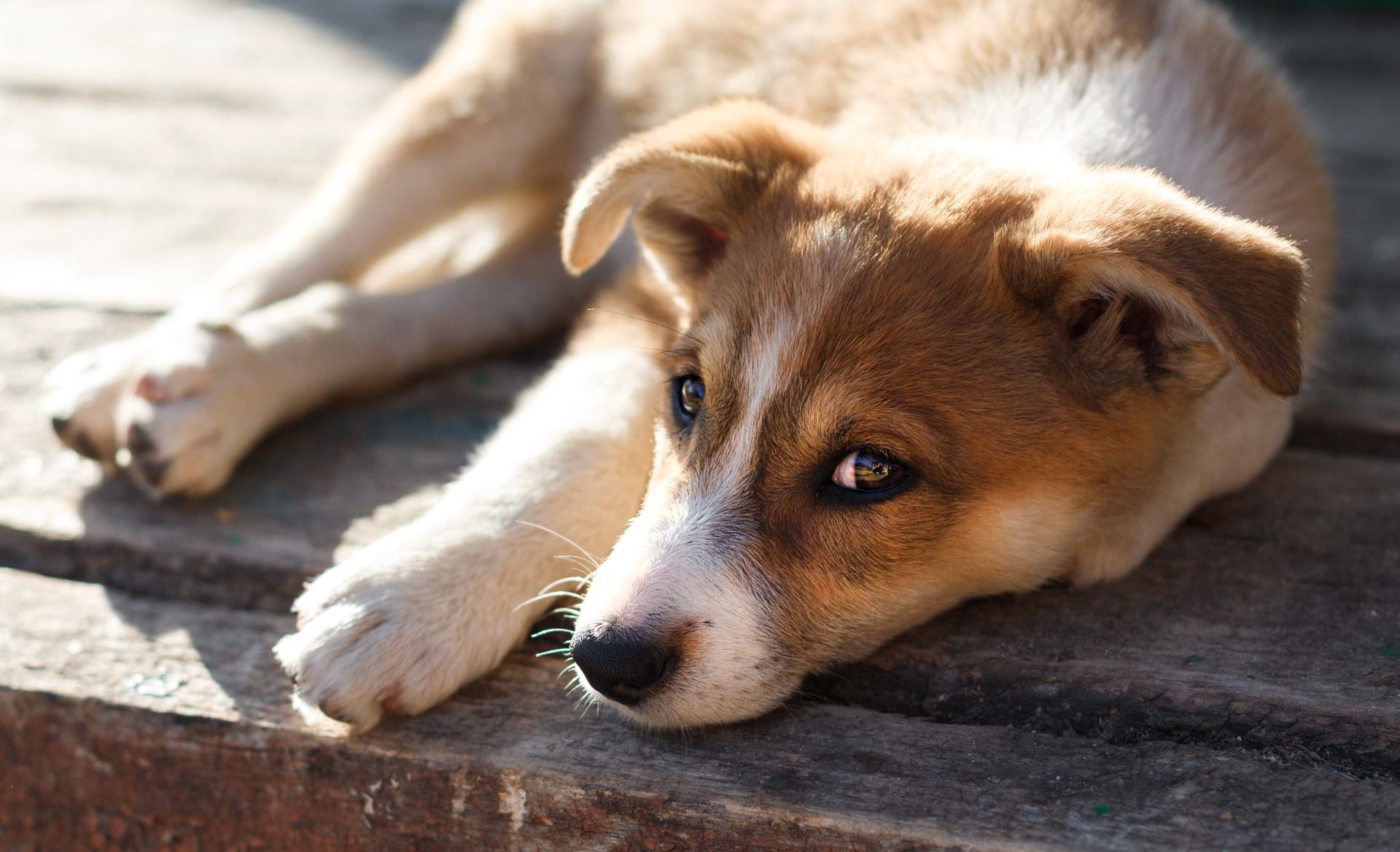 nieuwe-dieren-liggende-pup