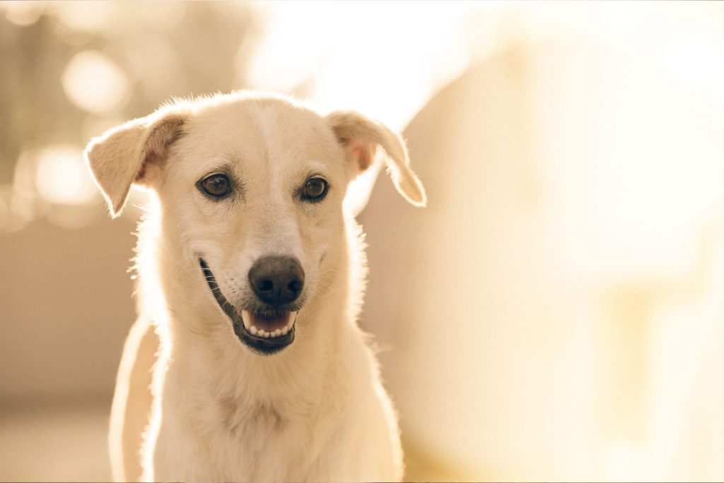 hond-healing