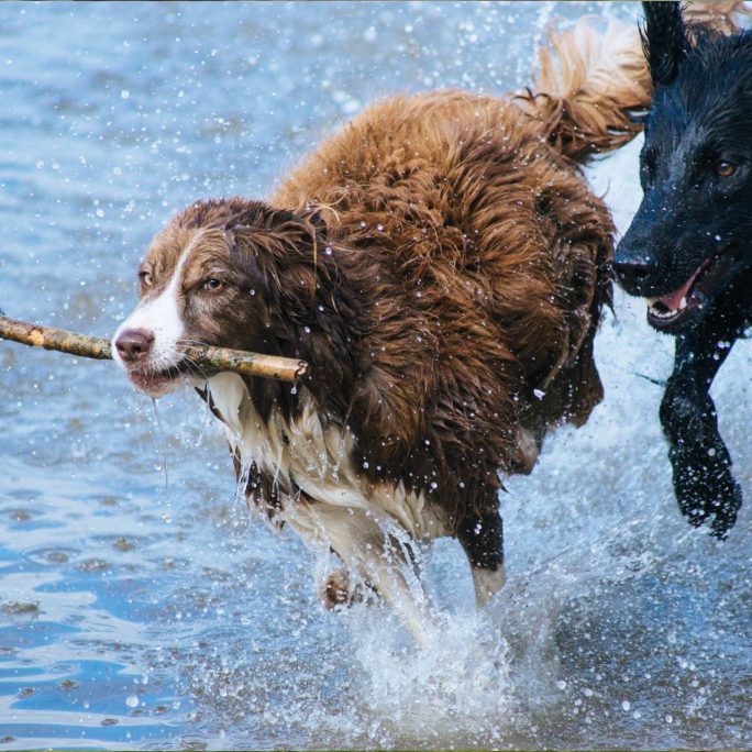 hondenpension-spelen-water