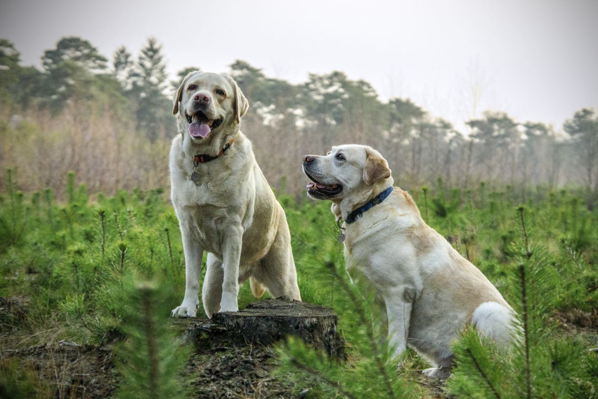 dag-bij-nieuwe-dieren