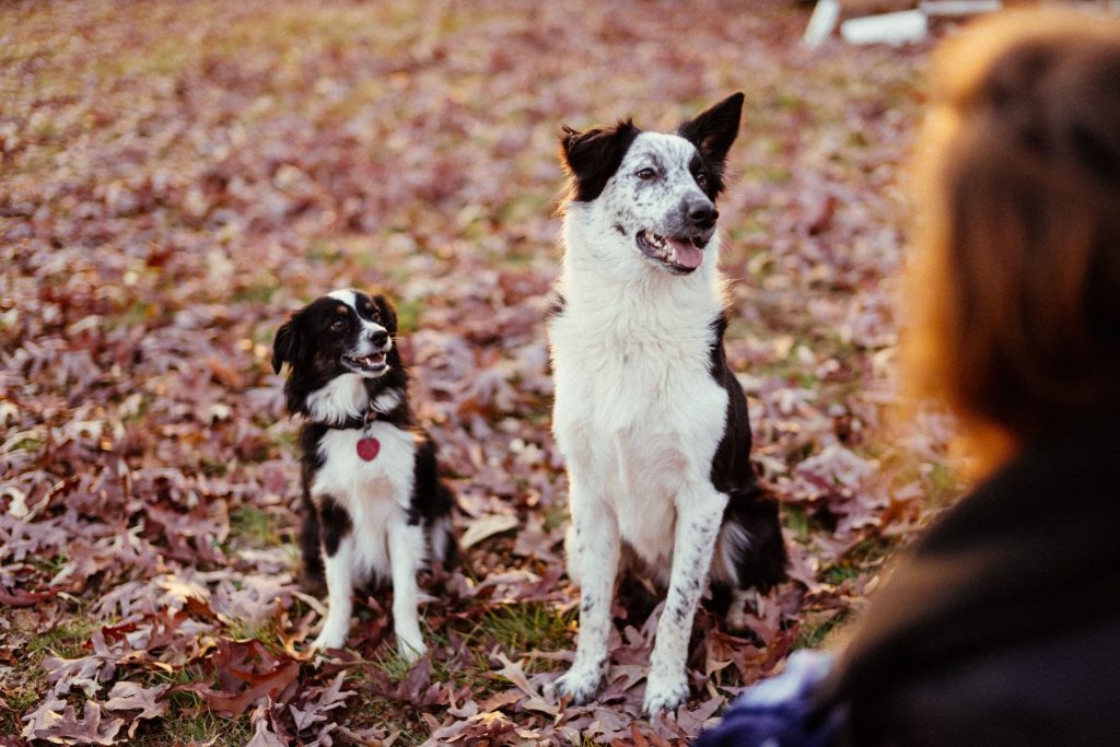 honden-gesprek