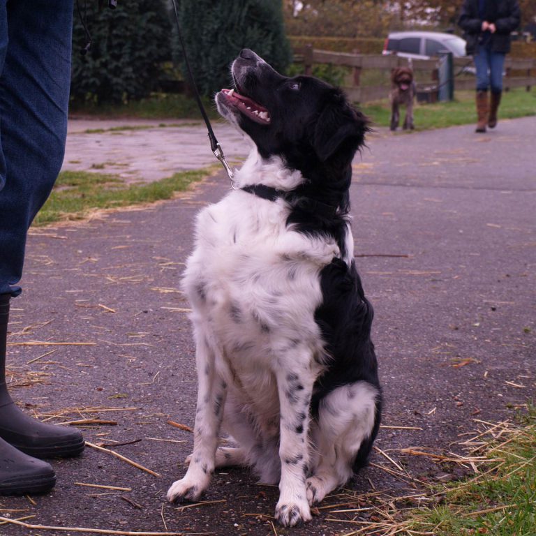 hondenschool-volwassen-hond